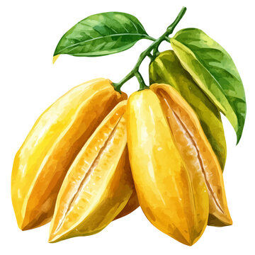 watercolor vector of Starfruit, isolated on a white background.