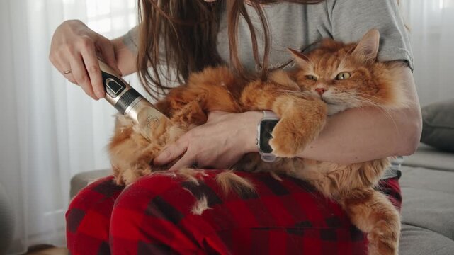 Pet Grooming for Hot Summer Weather with Ginger Cat at Home