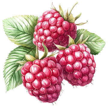 Raspberry, watercolor drawing vector, isolated on a white background.