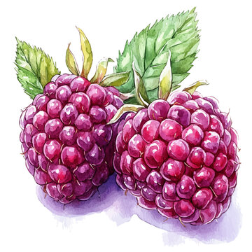 Raspberry, watercolor clipart vector, isolated on a white background.