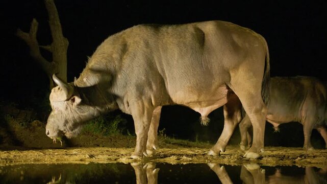 Full body footage of an African male Cape Buffalo (Syncerus caffer) drinking water at a Riverbank in south africa at night time.
