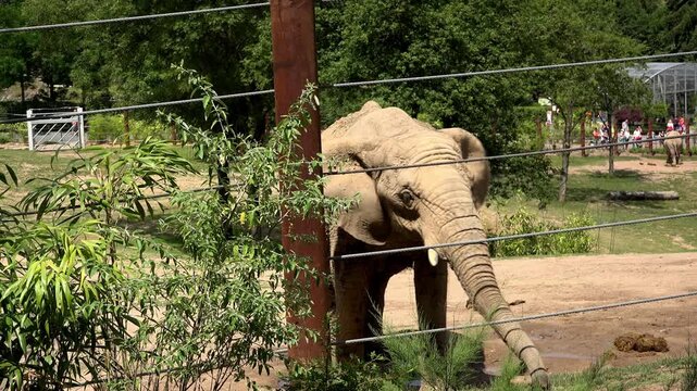 Elephant at zoo standing by fence 4k
