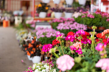 Geranium plant in pots and hanging planters, large number of potted plant seeding are sold in store. Varieties of flowering geranium bushes are presented in store. . © JackF