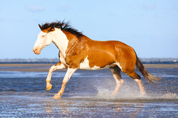 horse on the beach © Shinaya