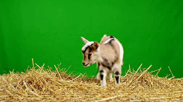 Young Playful Goat Jumping on Straw with Green Screen Background for Animation and Motion Projects