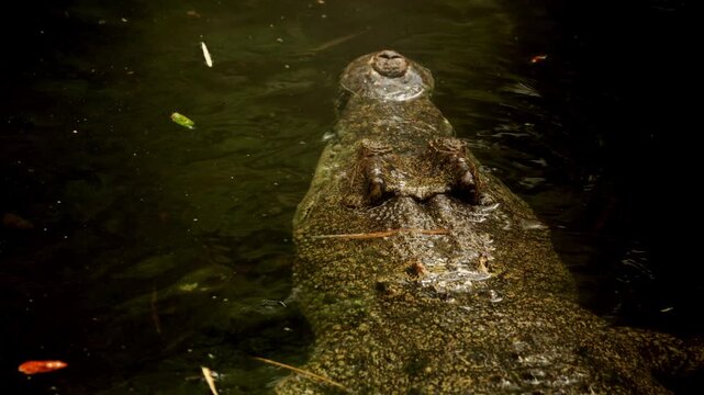 Freshwater crocodile swimming in the Barron River near Kuranda on a sunny day, north queen island, Australia. Closeup dangerous crocodile hiding have rest underwater before hunting. Wildlife of Africa