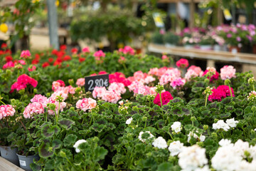 Obraz premium Blooming Geranium plants in in the greenhouse in springtime