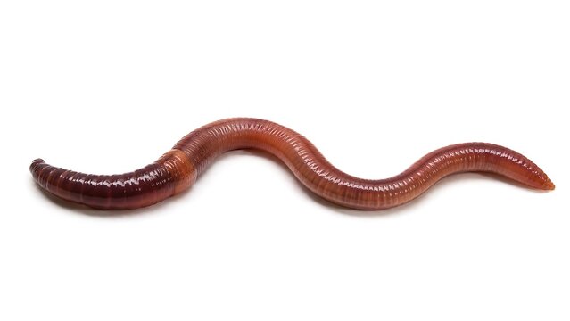 Single earthworm crawling on a white background. Close-up detailed macro shot of a red worm.