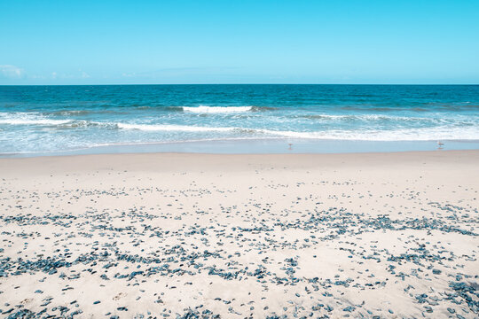 by the wind sailor velella velella sea raft purple sail jellyfish on los angeles beach california