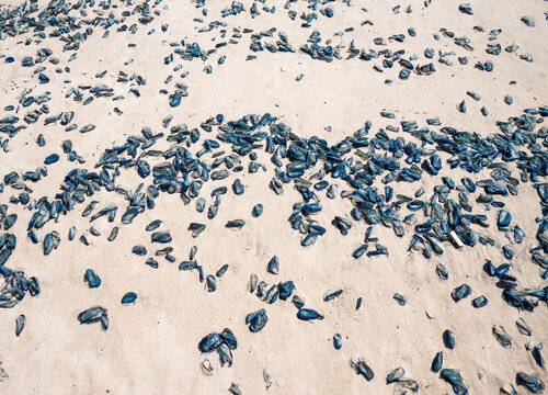 by the wind sailor velella velella sea raft purple sail jellyfish on los angeles beach california