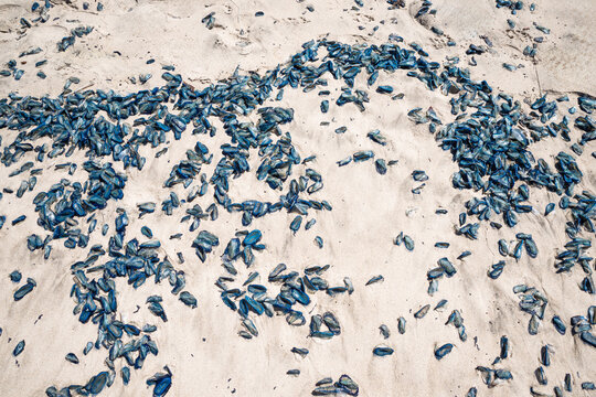 by the wind sailor velella velella sea raft purple sail jellyfish on los angeles beach california