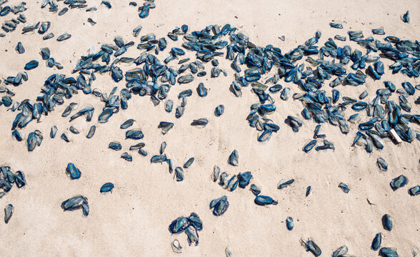 by the wind sailor velella velella sea raft purple sail jellyfish on los angeles beach california