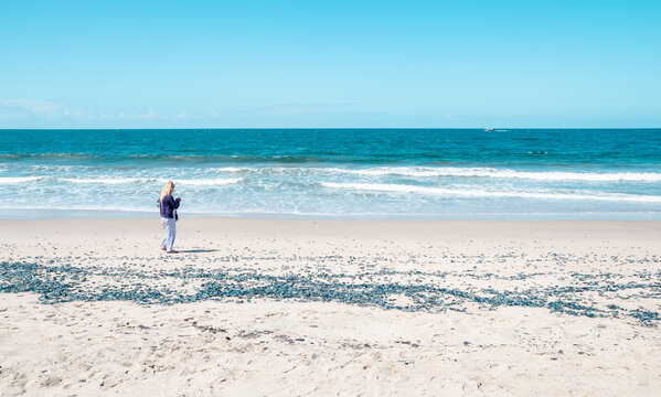 by the wind sailor velella velella sea raft purple sail jellyfish on los angeles beach california
