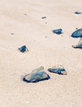 by the wind sailor velella velella sea raft purple sail jellyfish on los angeles beach california