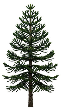 Isolated Monkey Puzzle Tree - A Unique Evergreen Specimen on White Background