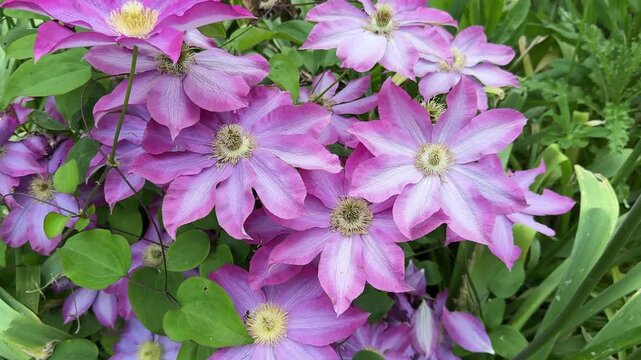 Beautiful pink clematis flowers growing in a garden.