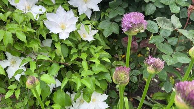 Allium flowers and clematis flowers growing together in a beautiful garden.