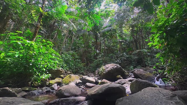 A rocky creek flows through dense El Yunque rainforest in Puerto Rico, surrounded by large smooth boulders, mossy stones, and rich tropical greenery.