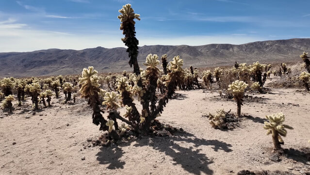 A travel to joshua tree national park at california state of usa. Beautiful tourist photo with nature landscape from america. Thorns plants at mojave desert. Cholla cactus.