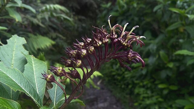 Curled burgundy rainforest flower buds in El Yunque with green tropical foliage