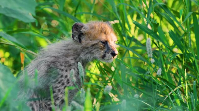 Epi shot of a new born South African Cheetah (Acinonyx jubatus) in forest.