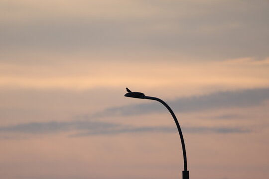 Blue Rock Thrush (Monticola solitarius) perched on a rock at golden hour, Jeju