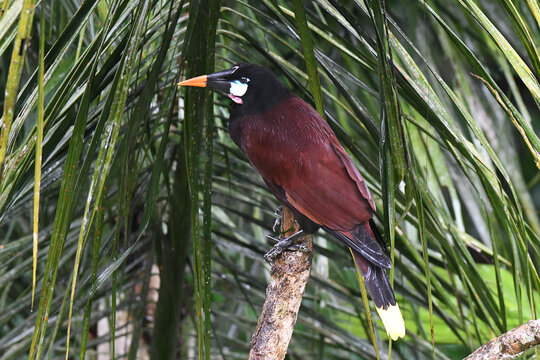 Montezuma Oropendola