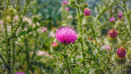 Fototapeta premium Flowers bloom Musk Thistle (Carduus nutans) in a field during the day with bright colors and various plant life in the background
