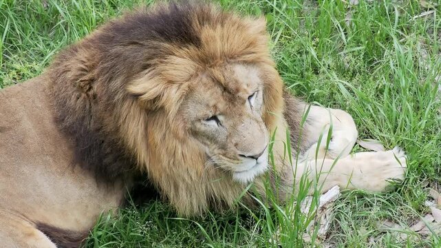 Male lion resting in grass with majestic wildlife and zoo animal concept