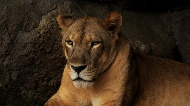 Lions in the African wild. Lioness rest after a full meal in caves. Wild cat predator animals in natural habitat. Wildlife of Africa. Pride having rest. Savannah nature, animals hiding from sun