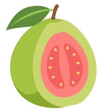 Green guava fruit half showing pink flesh, tropical healthy snack, vector illustration design.