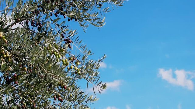 Olive tree branches with fruits against blue sky for healthy food and natural lifestyle concept