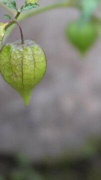 Ground cherries with green color on tree