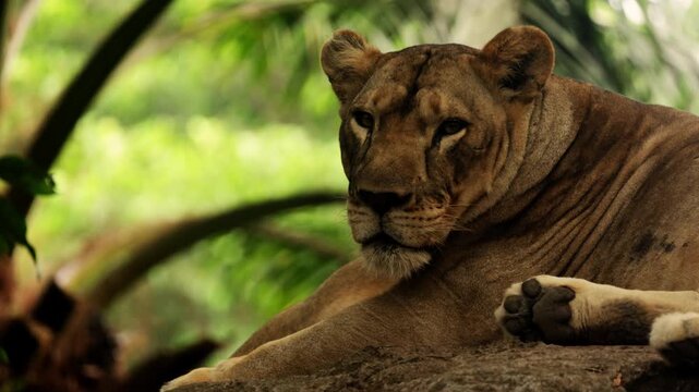 Lions in the African wild. Lioness rest after a full meal in caves. Wild cat predator animals in natural habitat. Wildlife of Africa. Pride having rest. Savannah nature, animals hiding from sun