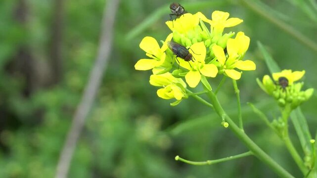 bee on yellow flower