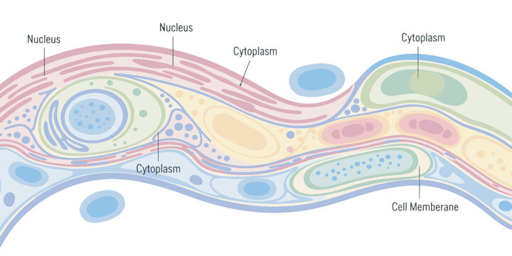 Cell membrane and organelles structure.