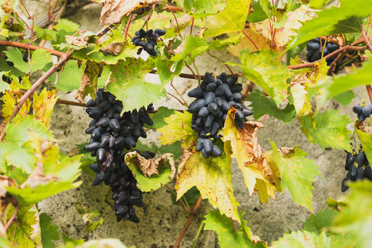 Grapes vineyard Philipp, fruit vine agriculture harvest wine nature organic farming