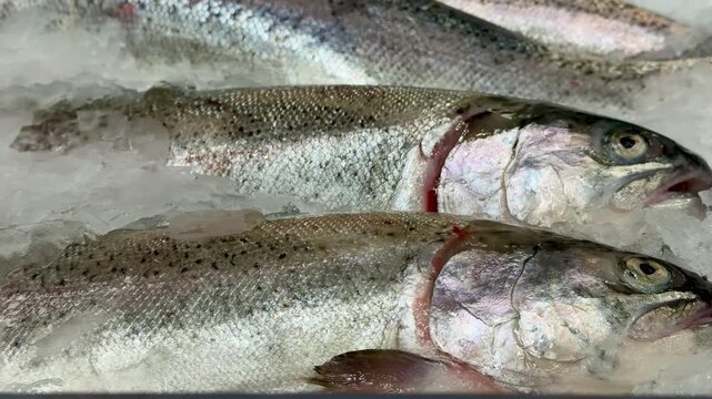 Raw whole rainbow trout with a head, chilled on shallow ice at the seafood market. An open shelf at the fish market. Close-up