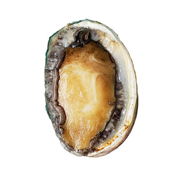 アワビ 1個の切り抜き。殻付きの新鮮な鮑・高級食材・海鮮料理・おせちの調理素材 (Fresh abalone in shell isolated on a transparent background. High-quality seafood ingredient for Japanese cuisine and gourmet dishes)