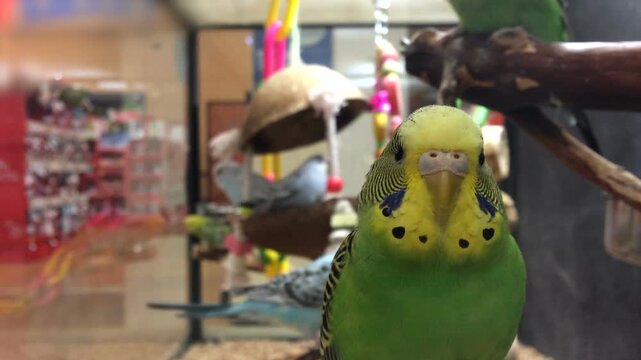 Parakeets in cage at pet store
