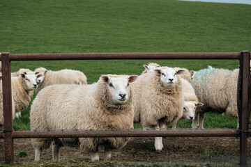 Obraz premium sheep peaking behind a fence