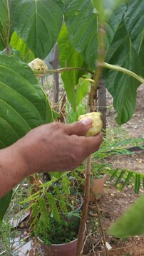 Adult woman harvesting a noni fruit from a tree