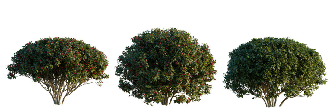 Euonymus europaeus tree, elevation, front view, cutout, transparent background, isolate, Cherry Tree Branch with Blossoms, Detailed Floral Design, Springtime Nature Photography