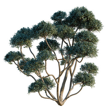 Phillyrea latifolia tree, elevation, front view, cutout, transparent background, isolate, Detailed Close-Up of a Vibrant Green Fern Plant with Intricate Leaf Texture