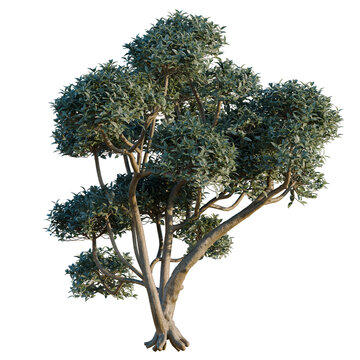 Phillyrea latifolia tree, elevation, front view, cutout, transparent background, isolate, Detailed Banyan Tree Root System Close-Up, Natural Texture and Rich Earth Tones