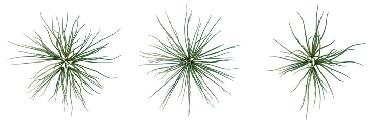 Allium mongolicum tree plan, top view, cutout, transparent background, isolate, Delicate fern fronds, detailed botanical illustration, natural textures, green hues, springtime elements © DH Tree Stock