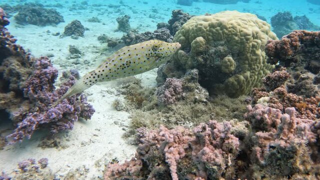 Scrawled filefish - Aluterus scriptus - changes color above reef, turning white over sand and yellow above yellow coral through mimicry.