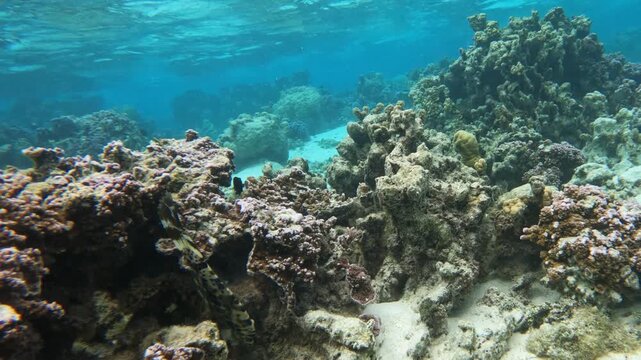 Scrawled filefish - Aluterus scriptus - feeds in a rocky reef hollow, dark near coral then turns pale as it swims back toward blue surface water.