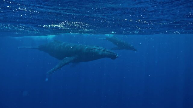 Mother humpback whale and calf - Megaptera novaeangliae - rise from deep blue ocean, breathe at surface as distant rutting male songs echo underwater.