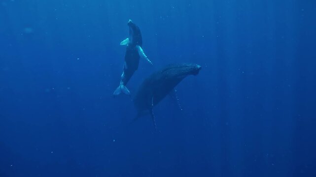 Humpback Whale Mother and Calf Rising to Breathe